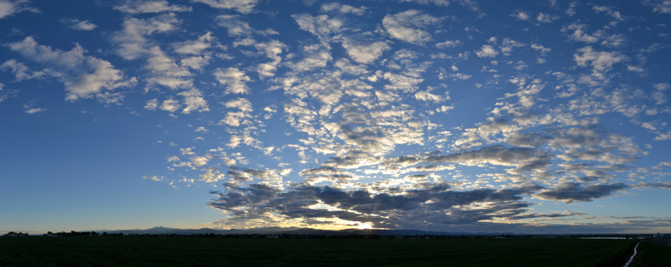 Spotted Sunset