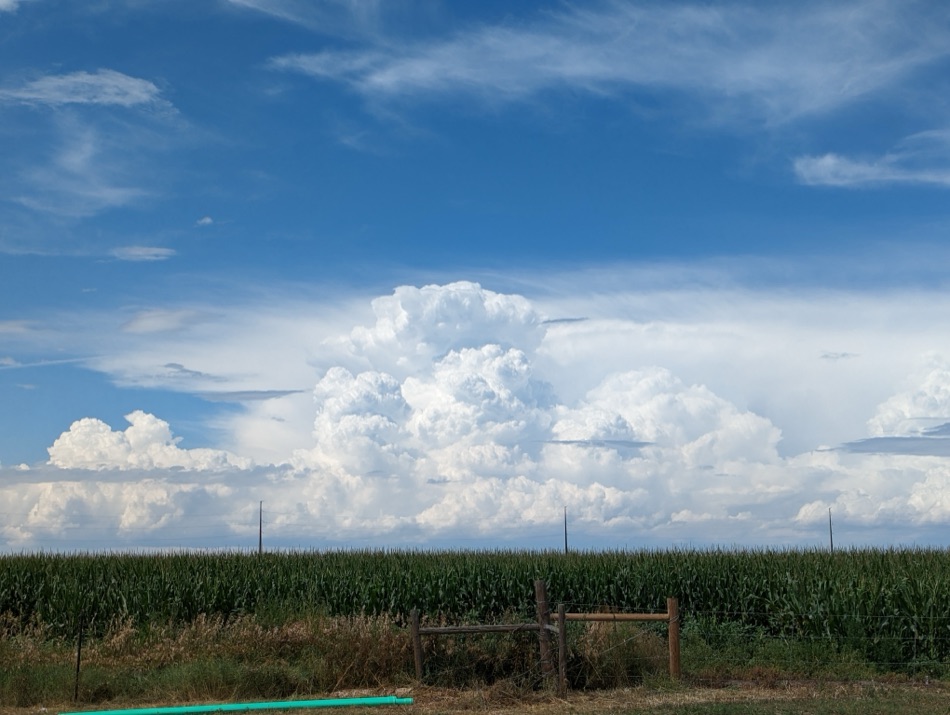 Mid-Afternoon Cumulus over Corn Fields